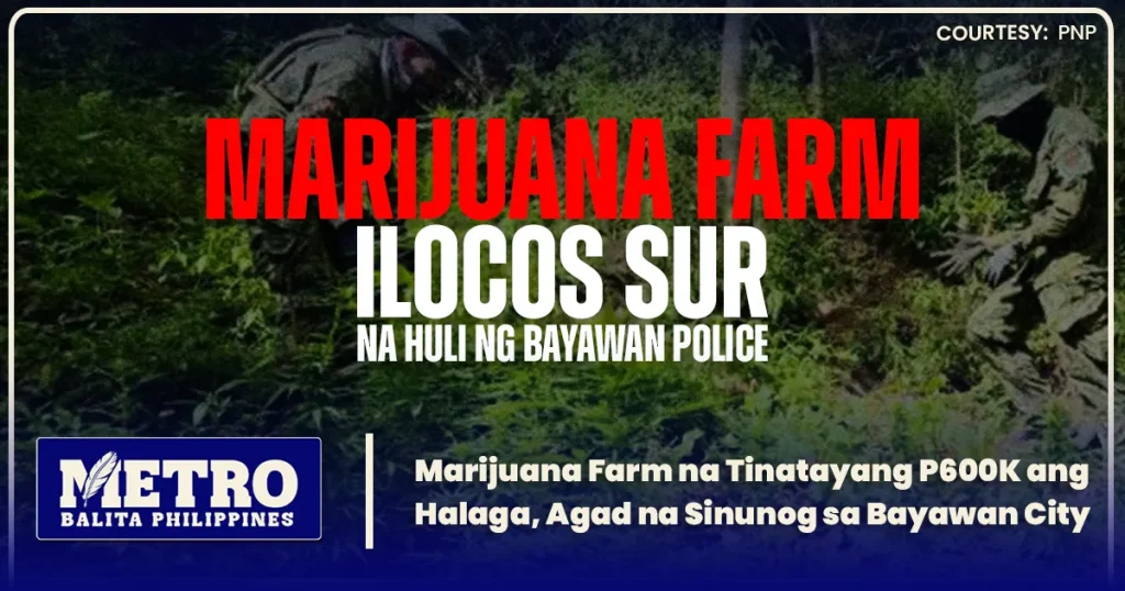 Marijuana Farm na Tinatayang ₱600K ang Halaga, Agad na Sinunog sa Bayawan City