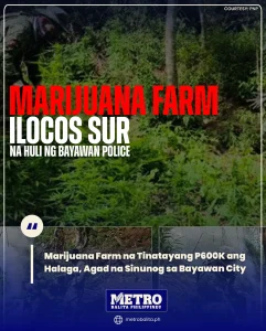 Marijuana Farm na Tinatayang ₱600K ang Halaga, Agad na Sinunog sa Bayawan City