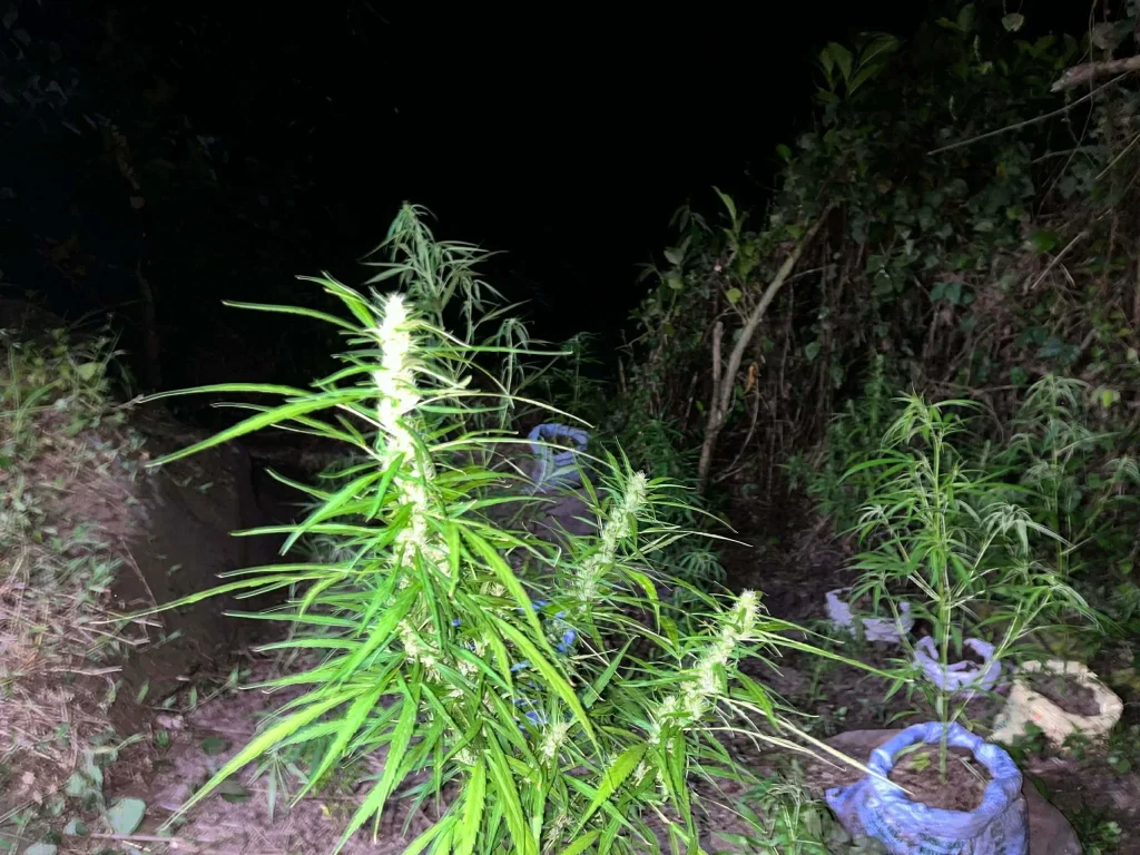 image of paano nadiskubre ang marijuana farm