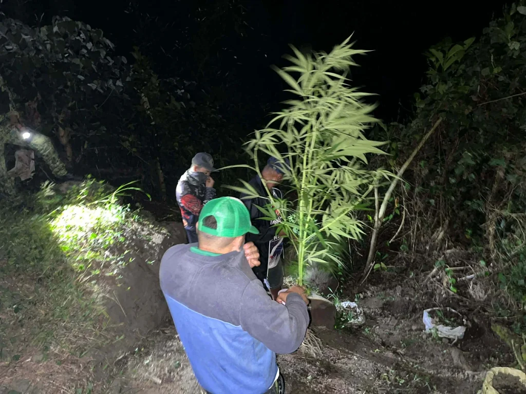 image of kahalagahan ng pagwasak sa marijuana sa pinanggagalingan